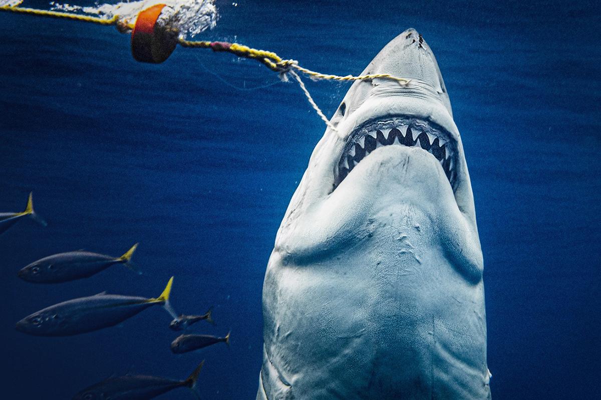 ‘I Was in the Right Spot’: Shark Photographer Snaps Moment Great White Assumes ‘Jaws’ Pose