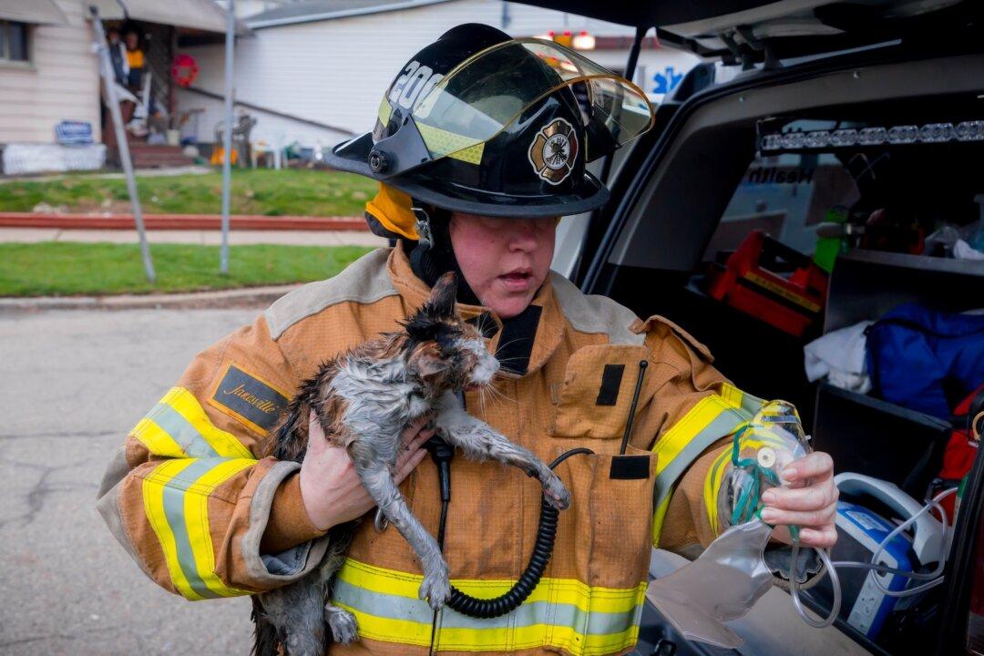 After Home Fire, Bathe Pet and Visit Veterinarian