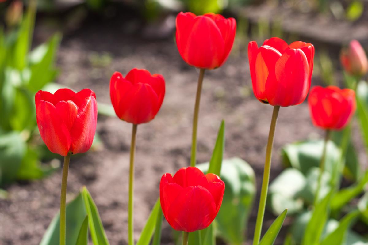 How to Plant Spring and Summer Flowering Bulbs