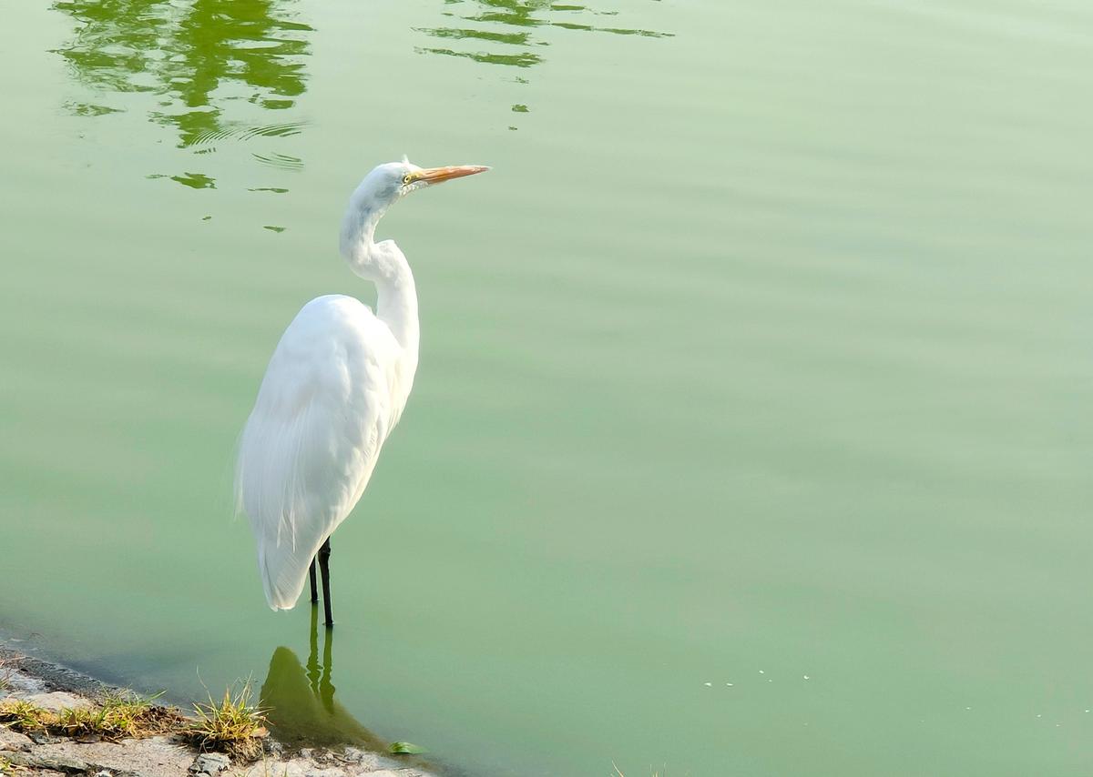 Faithful to a Friend: Sarah Orne Jewett’s Short Story, ‘A White Heron’