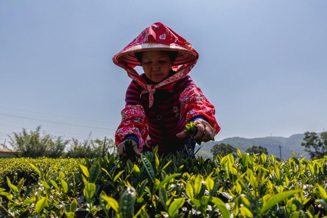 Tea Prices Are Rising and Ottawa’s to Blame