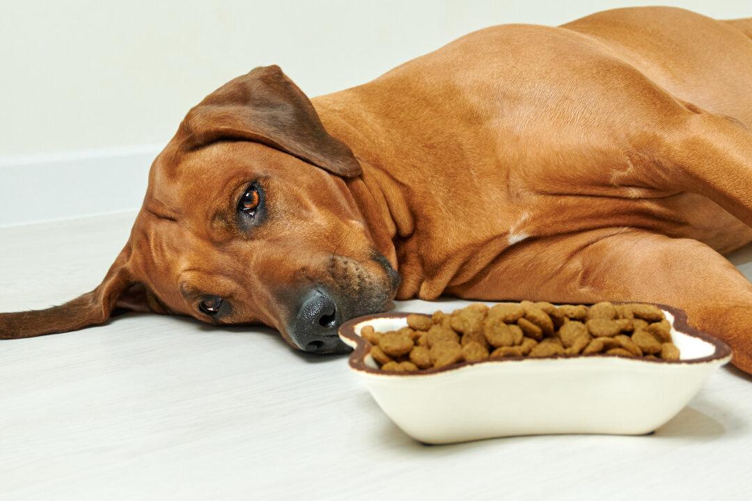Dogs That Eat High-Fat Snacks Risk Pancreatitis