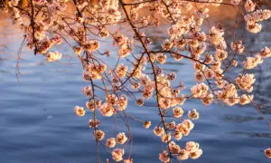 First Lady Taft and the Near-Disastrous Arrival of the Cherry Tree