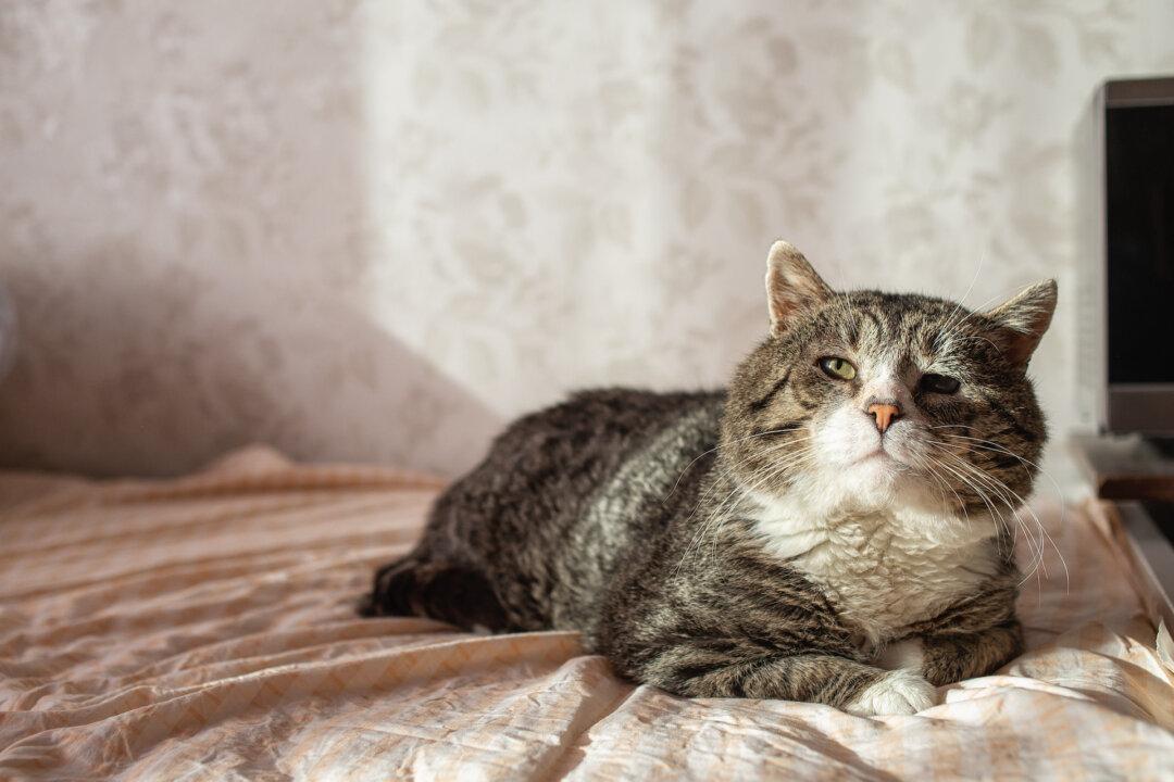 Cat’s Silent Heart Disease Causes Painful Hind Leg Paralysis