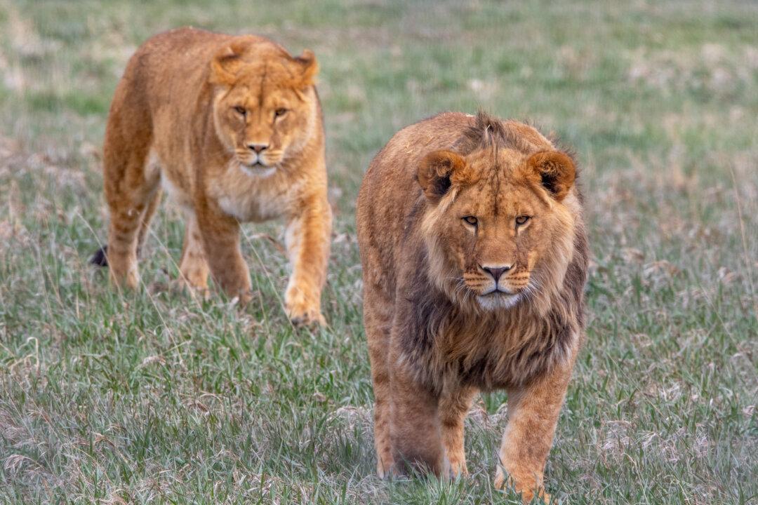 Colorado Sanctuary Rescues Neglected Zoo Animals and Lets Them Roam Free