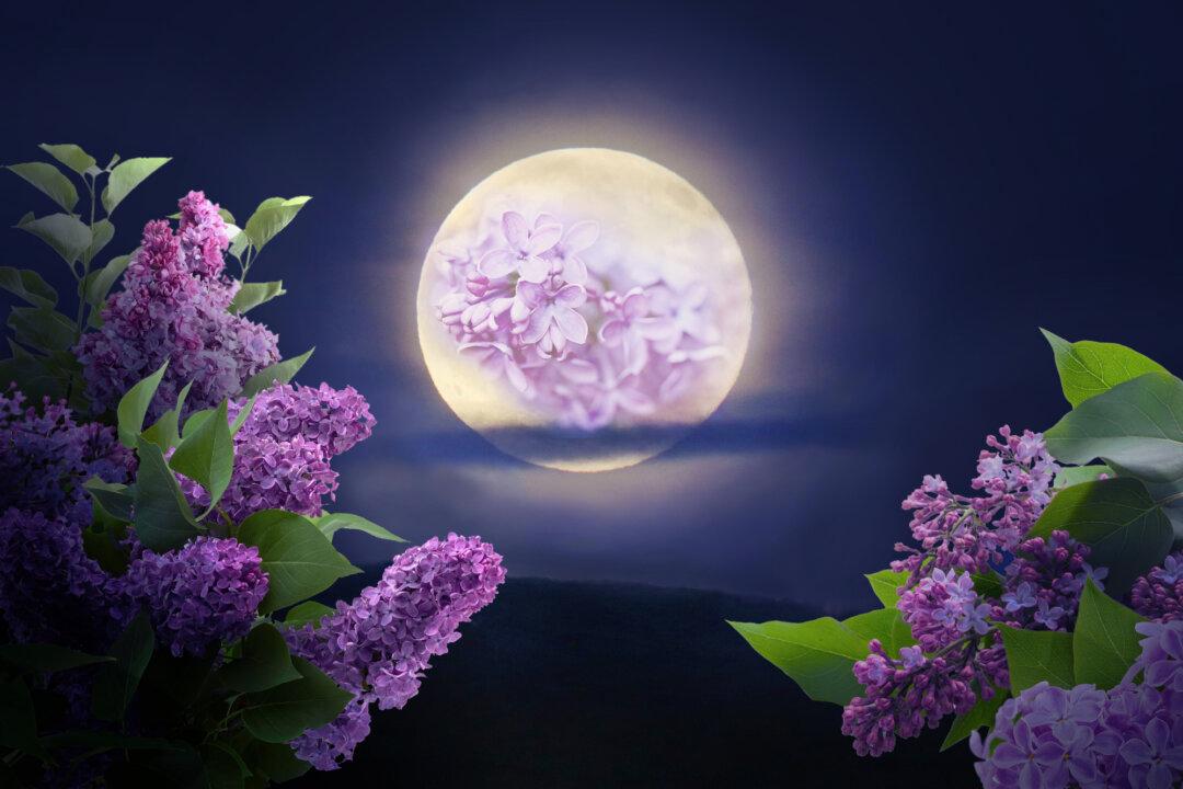 ‘Full Flower Moon’ in May Will Be a Micro Moon—What It Means and What to Expect
