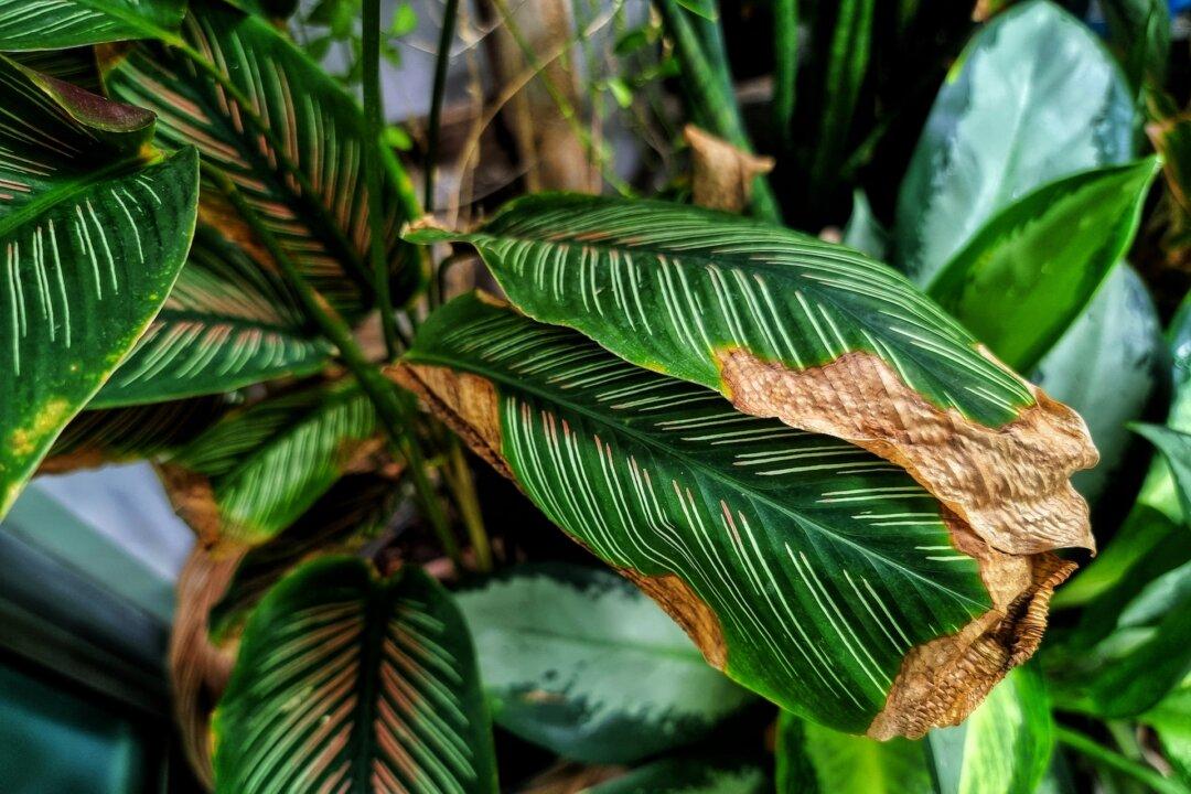 Why Houseplants Turn Brown and How to Stop It