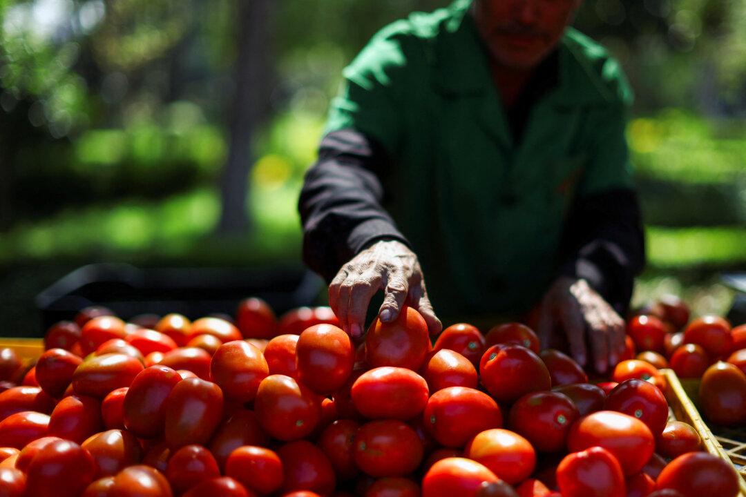 US to Impose a 21 Percent Duty on Mexican Tomatoes Priced to Undercut Domestic Growers