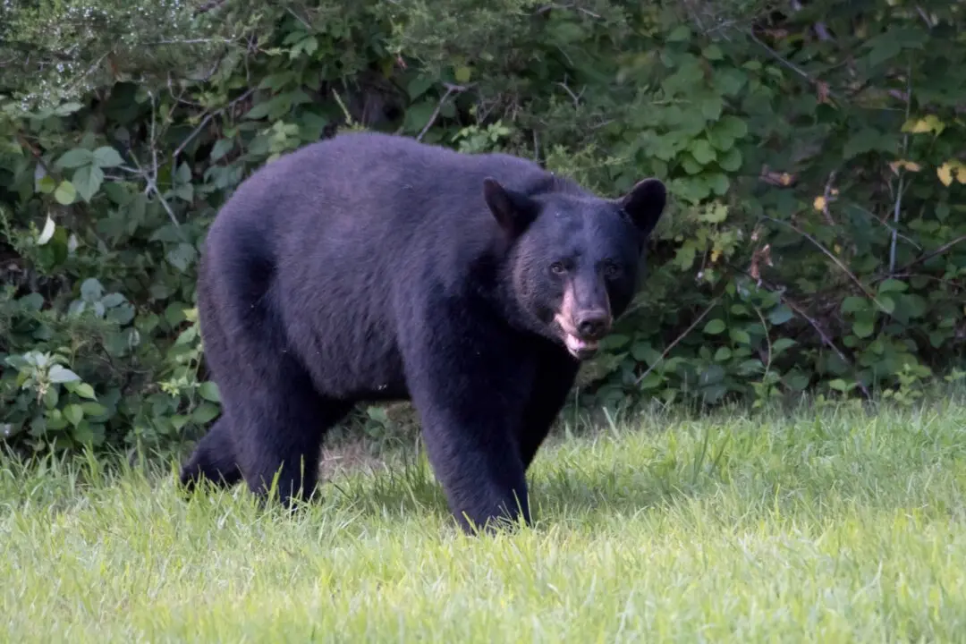 Bear Involved in Deaths of 2 People in Northern Saskatchewan