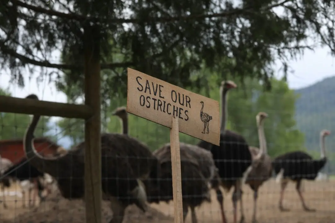 Man Dies at Ostrich Farm Protest Camp: BC RCMP