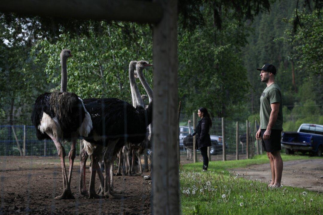 BC Ostrich Farm Granted Interim Stay Against Cull Order