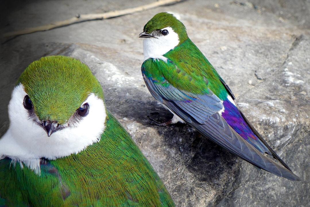 This Gorgeous Green Bird Is an Elusive Gem—But a BC Photographer Got Close-Up Shots