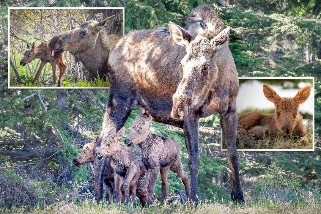 ‘One-in-a-Thousand’: Alaska Photographer Captures Stunning Newborn Moose Triplets With Mom