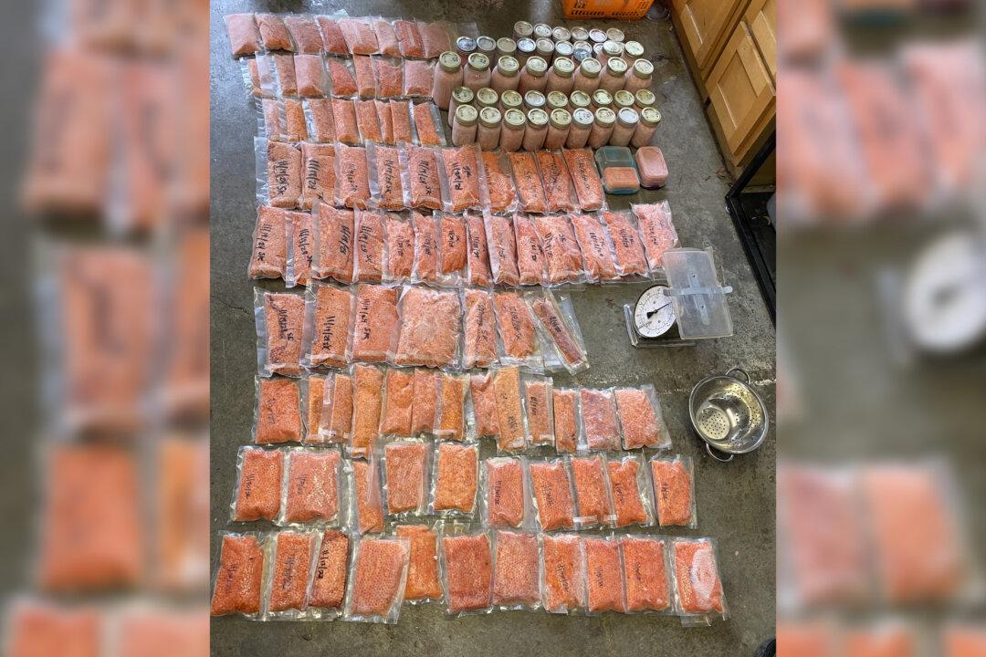 Salmon Roe Confiscated in Caviar Trafficking Bust in Northern California