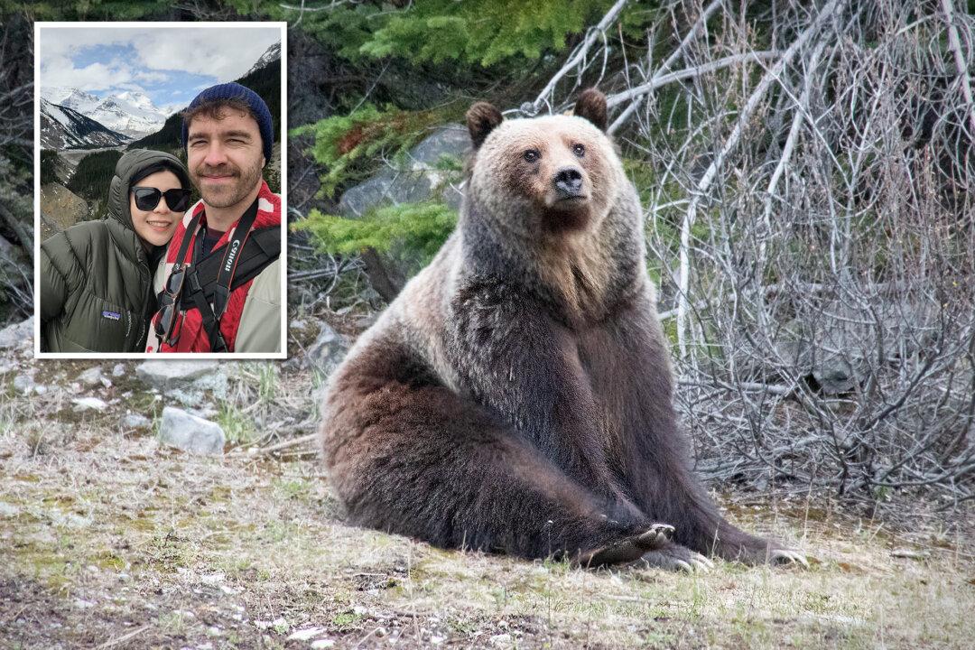 ‘The Bear Was Just Kind of Hanging Out’: Banff Man Captures Shots of Huge Grizzly Relaxing by Highway