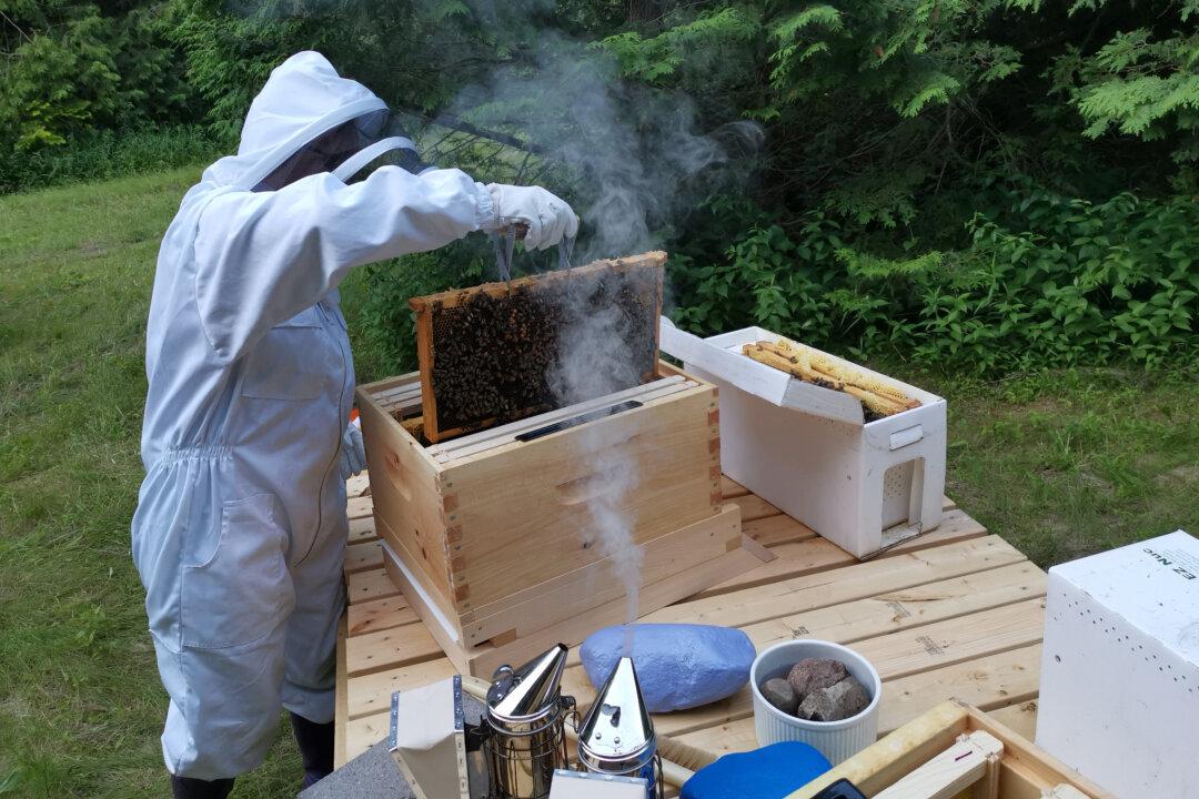 Unstung Heroes: Canada’s Honey Bees Are Not Disappearing—They’re Thriving