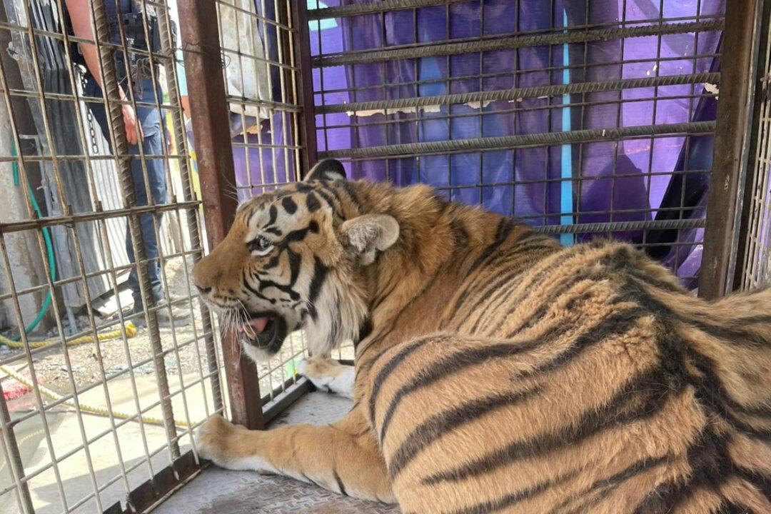 Mexican Authorities Seize Caged Tiger Found in Auto Parts Lot