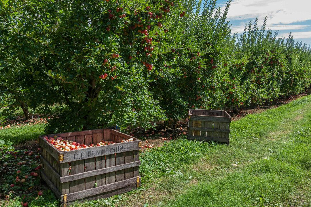Debunking Common Myths About Maintaining a Home Orchard