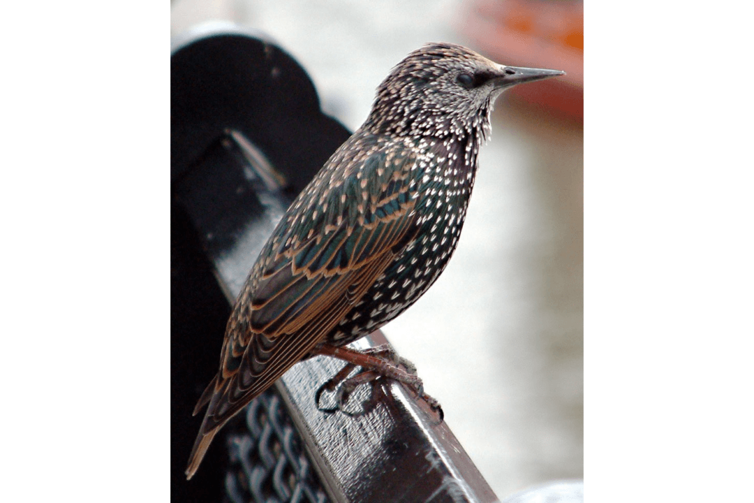 The Genius and the ‘Birdbrain’: Mozart’s Starling