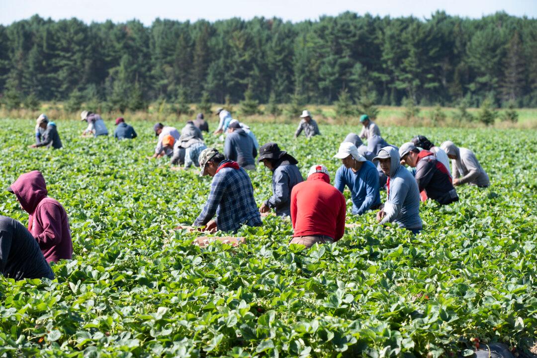 ‘Unscrupulous Employers’ Misusing Temporary Foreign Worker Program: Federal Memo
