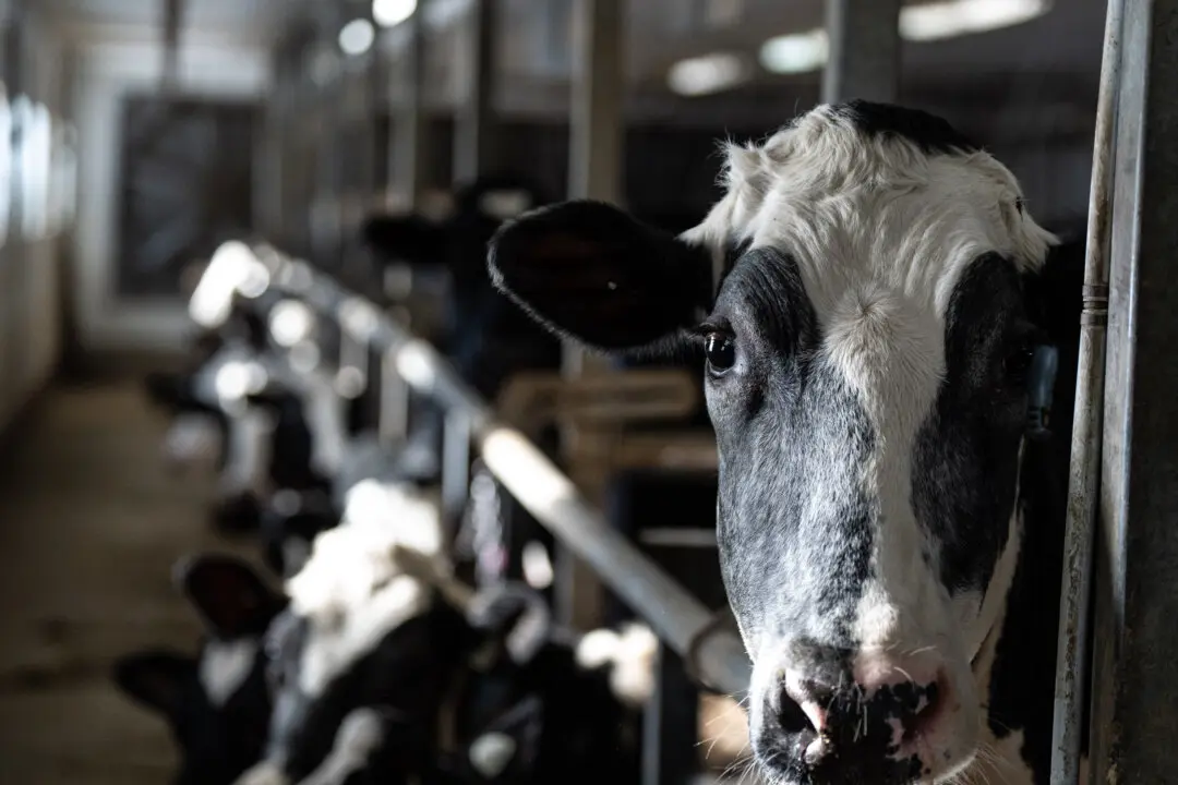 Supply Management Policies Cost Canadians $244 per Year, Study Says