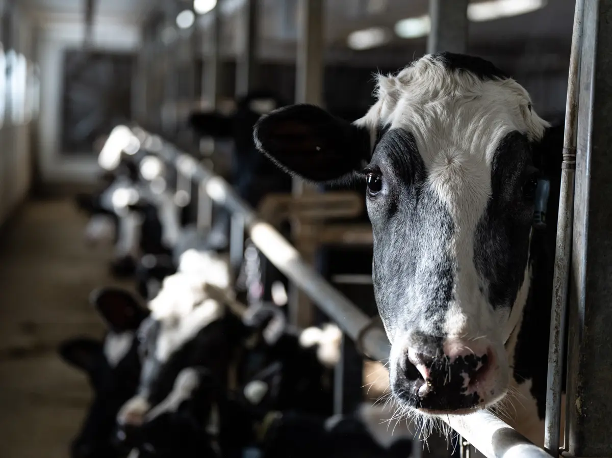 Supply Management Policies Cost Canadians $244 per Year, Study Finds
