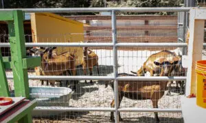 The Hidden Cost of Slaughter in America