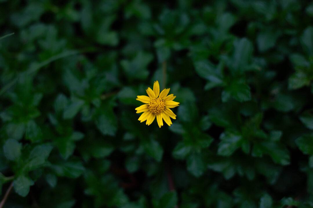 Nature’s First Aid: How Herbs Speed Up Fracture Healing and Soothe Pain