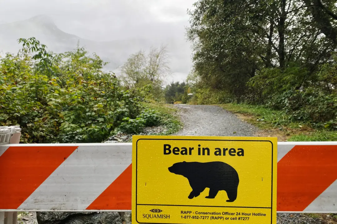 Two Grizzlies Caught in Bella Coola, BC; DNA Tests May Confirm Any Link to Attack