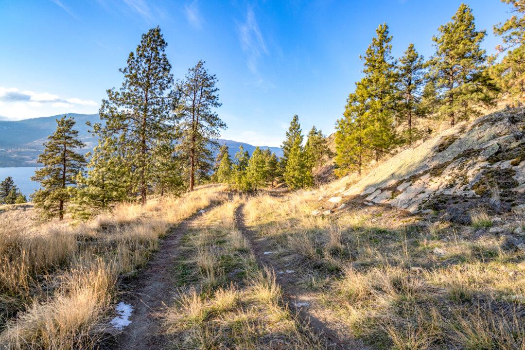 Rescuers Find Grandmother and 3 Grandchildren Who Went Missing on a Hike in South Carolina