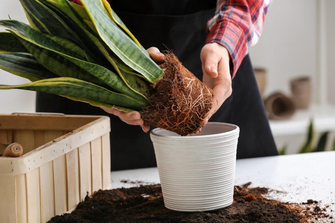 Repotting Houseplants