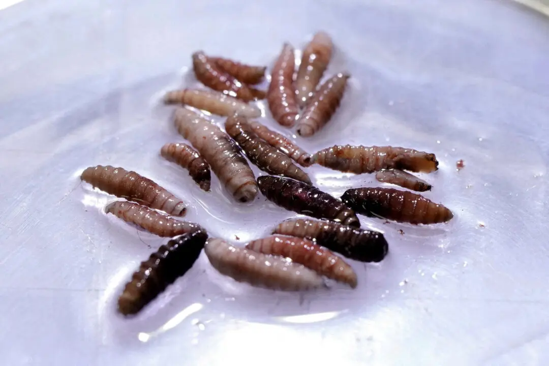 USDA Opens Mexican Facility for Controlling Spread of Flesh-Eating New World Screwworm