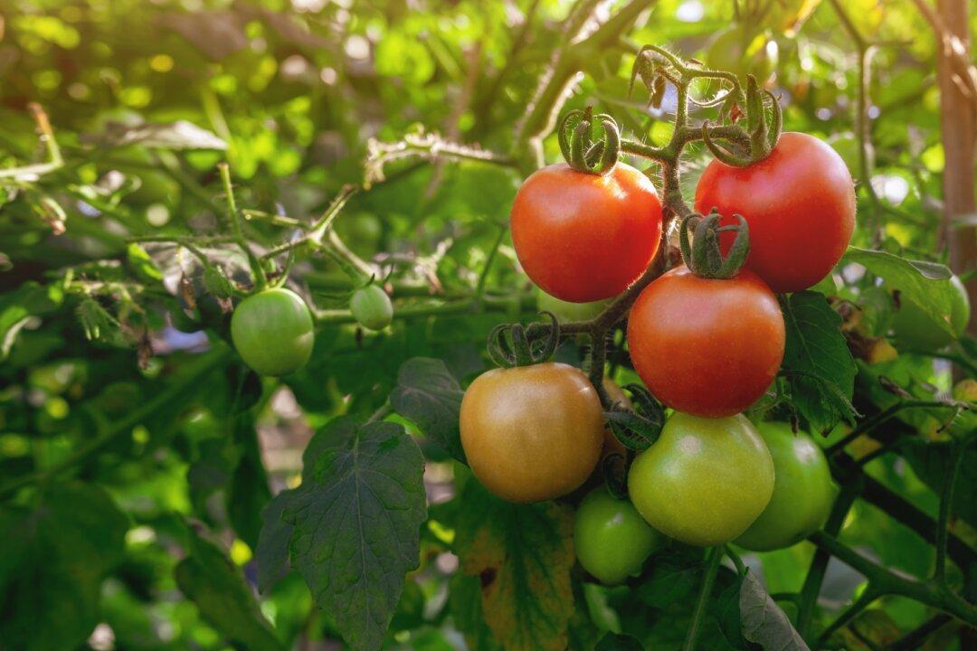 Are You Picking Tomatoes Wrong?