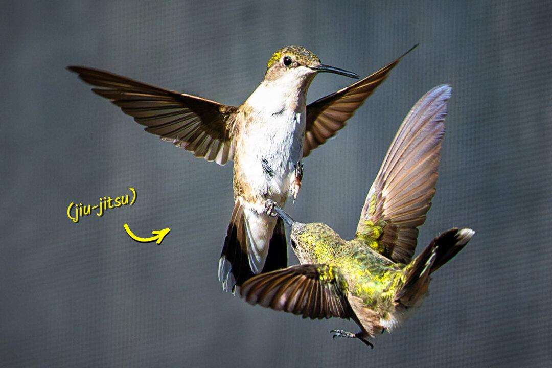 Hummingbirds Duel at Lightning-Fast Speed, Jousting in the Air—Here Are the Photos