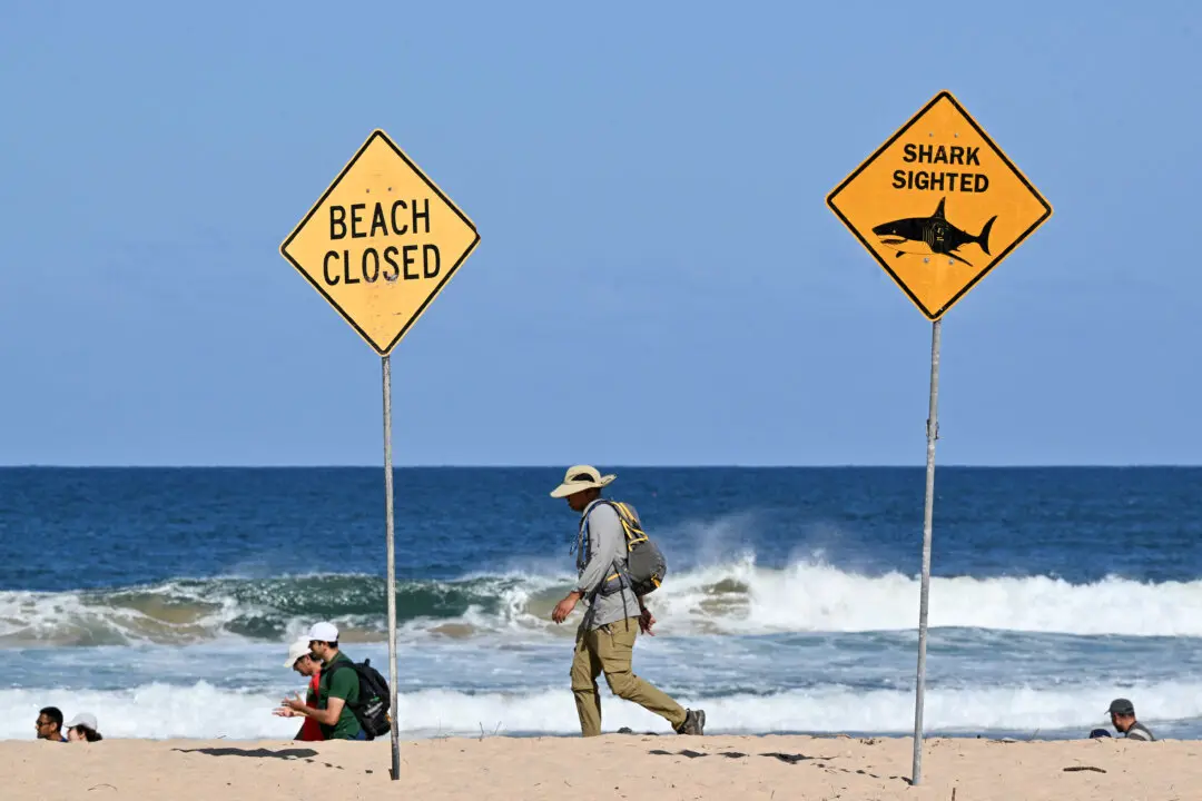 ‘Nothing Off Table’: Shark Culls on Cards After Attack