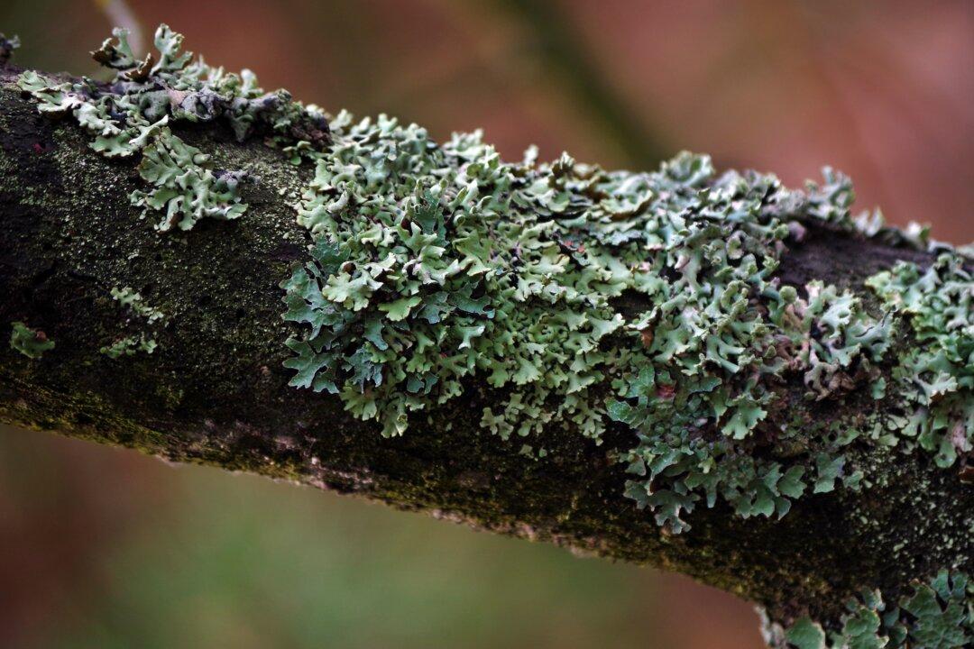 Lichens, Algae, and Fungus Gnats