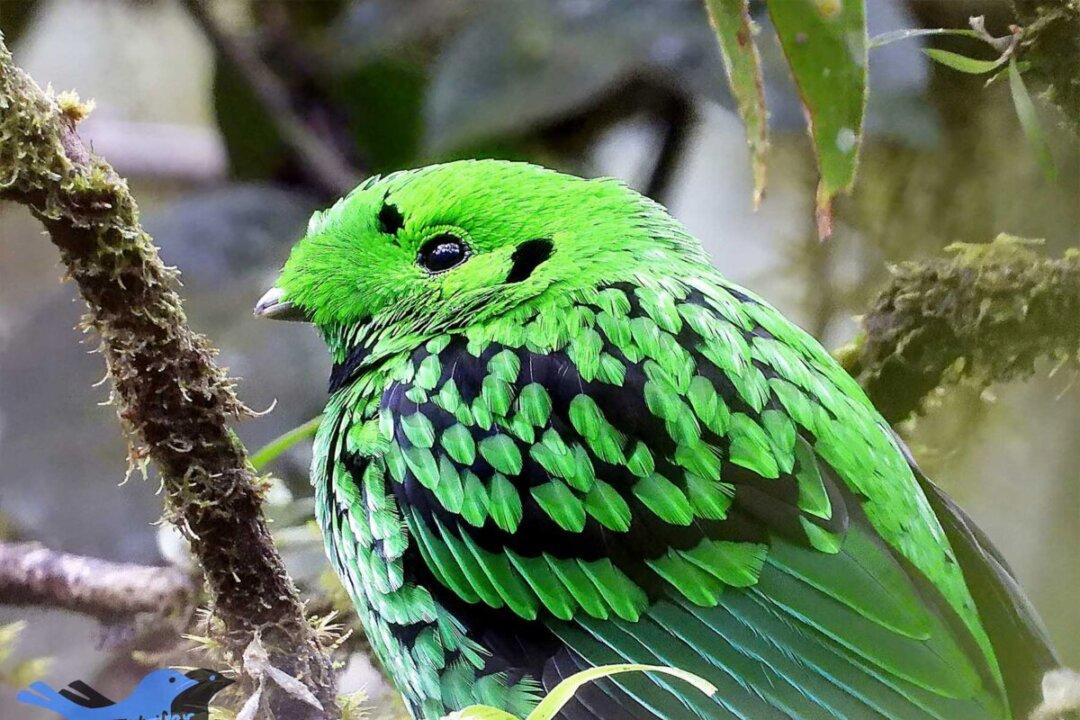 Amazing Emerald-Green Bird Found Only on the Jungle Island of Borneo: Here Are the Photos