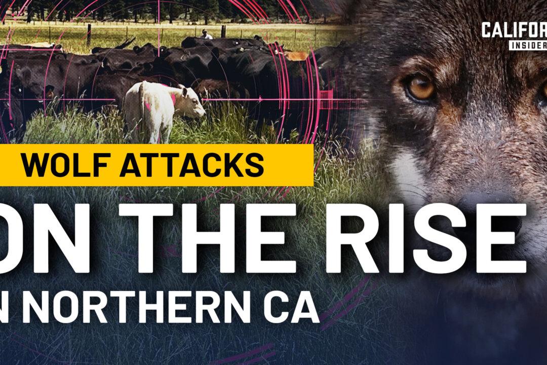Daily Wolf Attacks Are Pushing A Northern California Community to the Breaking Point