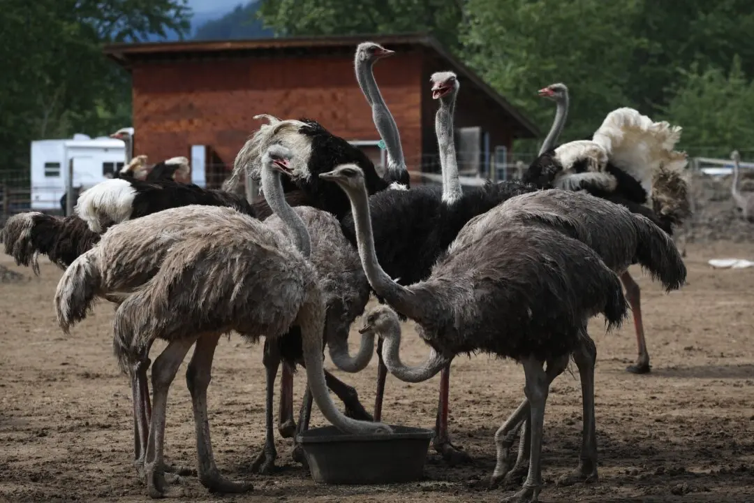 BC Ostrich Cull to Proceed After Supreme Court Refuses to Hear Appeal: CFIA