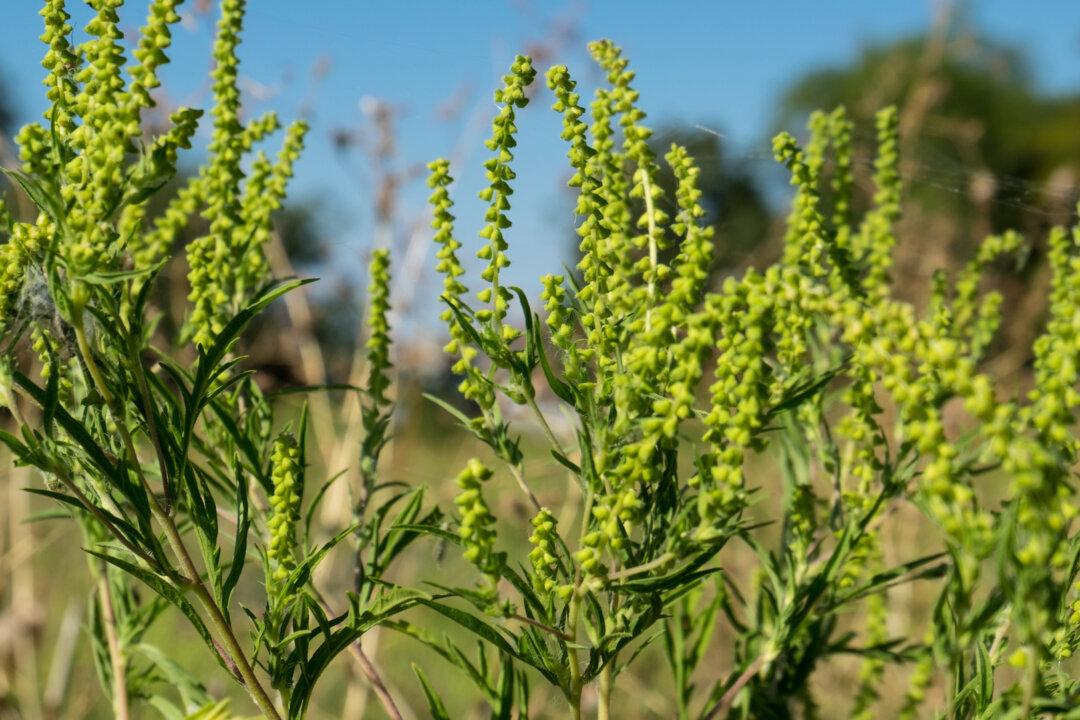 Ragweeds Are the Culprit Behind Hay Fever