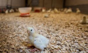 The Storm Everyone Pretended Wasn’t Coming