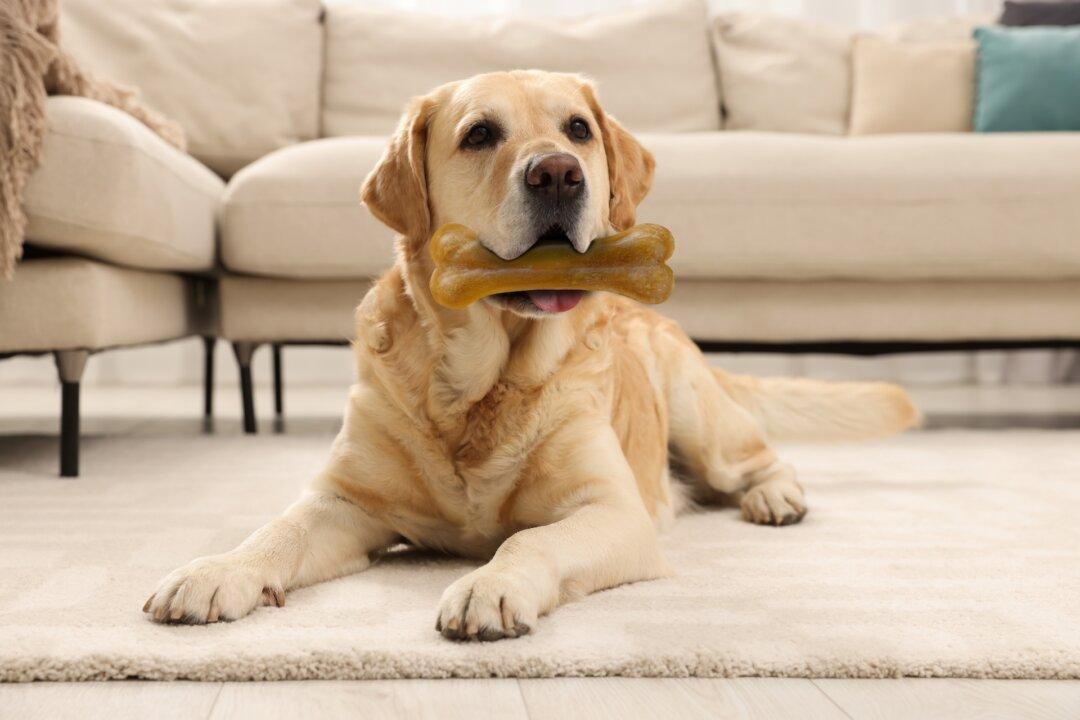 Antlers and Other Hard Chews Break Dogs’ Teeth