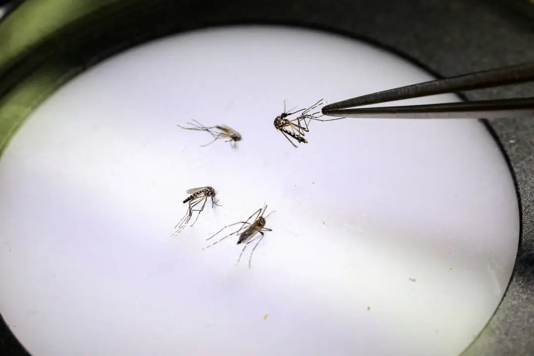 Google Seeks Federal Approval to Release Millions of Mosquitoes in California, Florida
