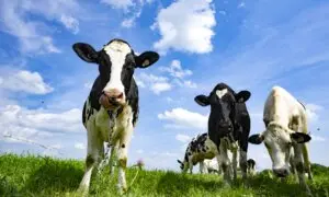 Sylvain Charlebois: Canada Chooses to Dump Milk Rather Than Lower Prices