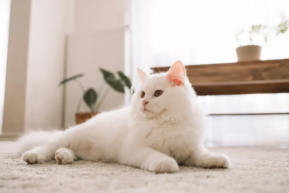Andrew Lang’s Translation of the Fairy Tale ‘The White Cat’