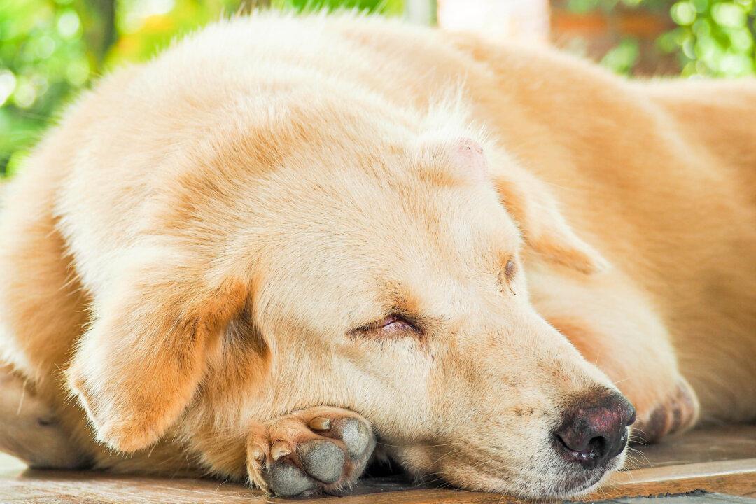 Mast Cell Tumor Most Common Canine Skin Cancer