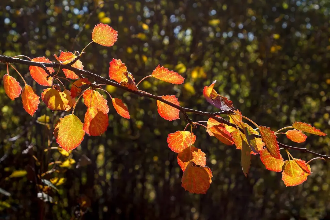 The Experience of Loss in Gerard Manley Hopkins’s ‘Spring and Fall’
