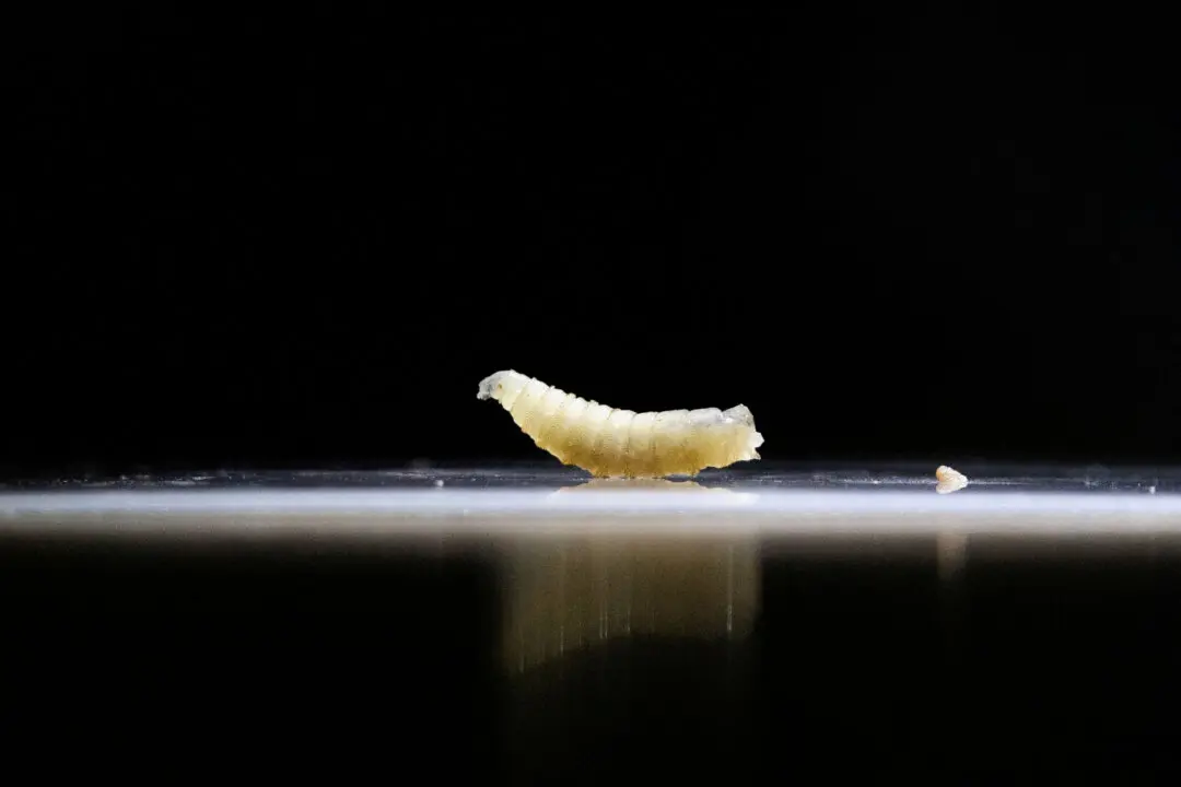 USDA Opens Mexican Facility for Controlling Spread of Flesh-Eating New World Screwworm