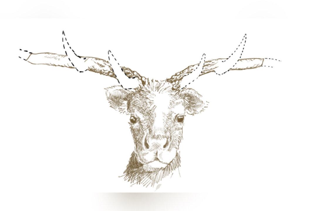 Ontario Researchers Solve Nearly 50-Year-Old Mystery of Toronto’s ‘Subway Deer’ Fossil
