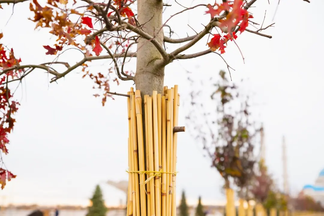 Can Trees Get Sunburned?